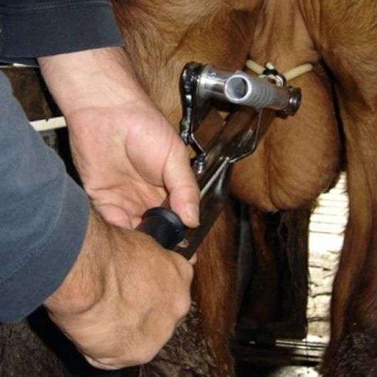 Castración de cabras: formas y precauciones