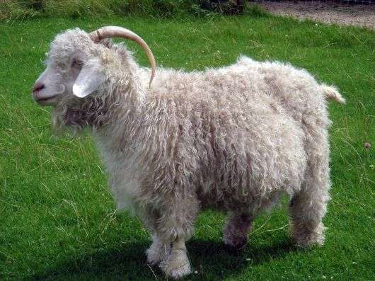 Raza de cabra de lana soviética