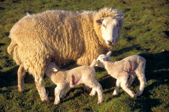 Alimentando y manteniendo ovejas