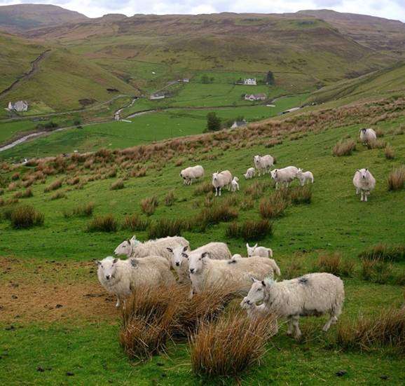 Alimentando y manteniendo ovejas