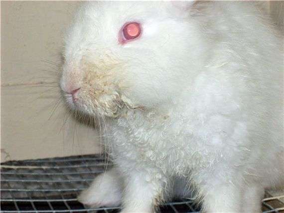Enfermedades infecciosas de los conejos