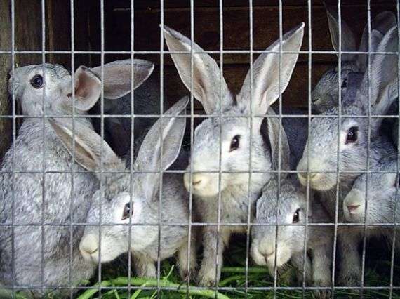 Bonificación de conejos