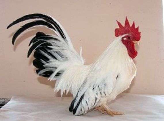La raza de pollos Shabo