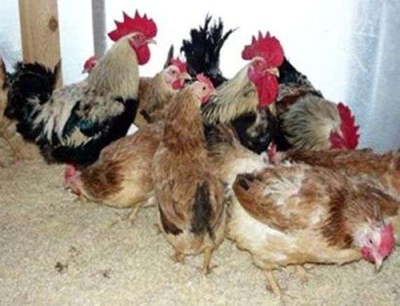 Raza Zagorskaya de pollos