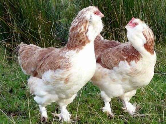 La raza de pollos Favelol