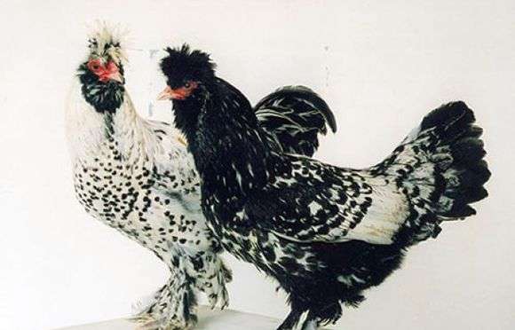 Raza Pavlovskaya de pollos