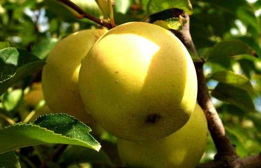Golden Delicious variedad de manzanas