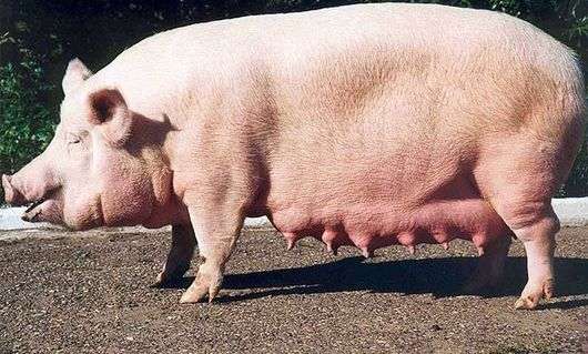 Cerdo raza estepa ucraniana blanca