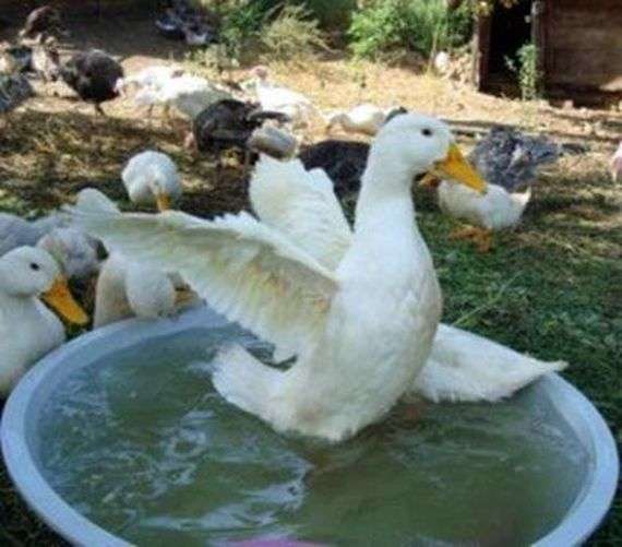 Cómo cuidar adecuadamente a los patos