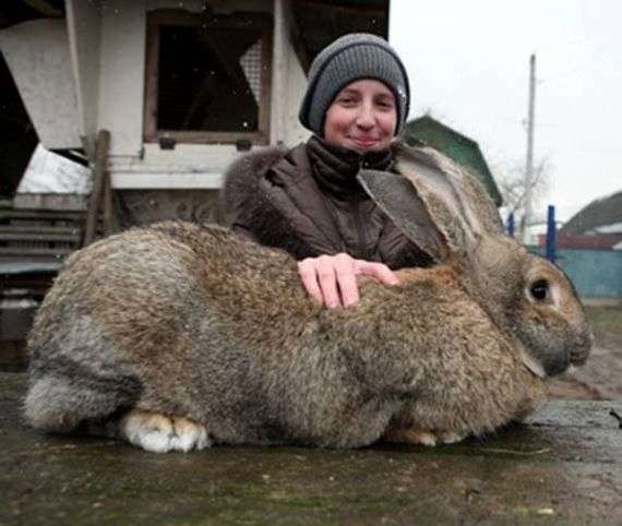 Conejos de la raza Belgian Flandre