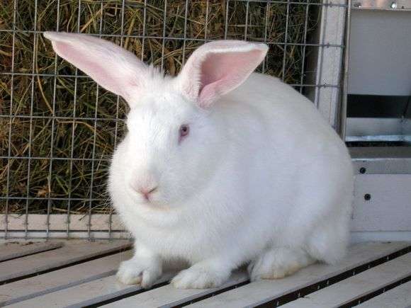 Rabbit raza White giant