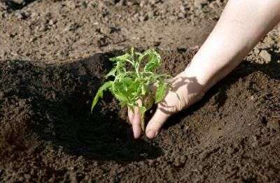 Plantar plantas de semillero en campo abierto
