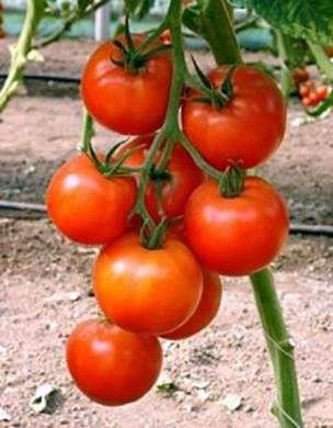 Cultivo de tomates en campo abierto