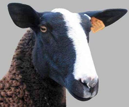 La raza de ovejas Zwartbles