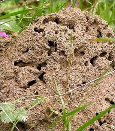 Cómo deshacerse de las hormigas en el patio trasero