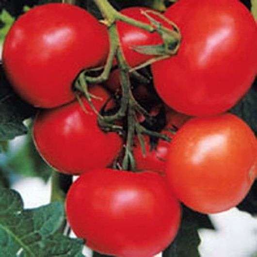 Variedad de tomates Evpator