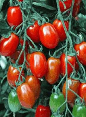Variedad de tomate Caspar