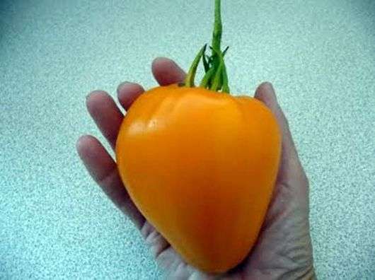 Variedad de tomate The Golden Heart