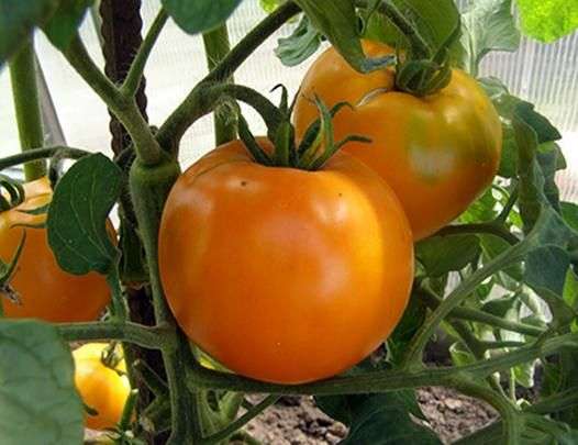 Variedad de tomates Persimmon