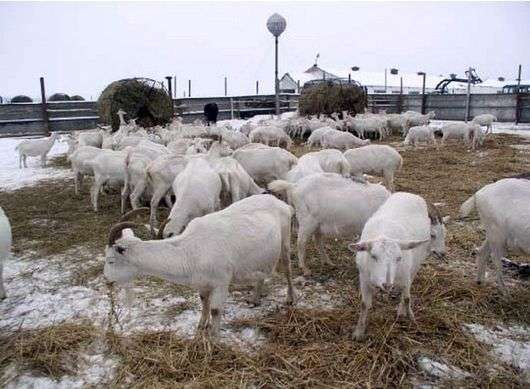 Cómo mantener las cabras en invierno