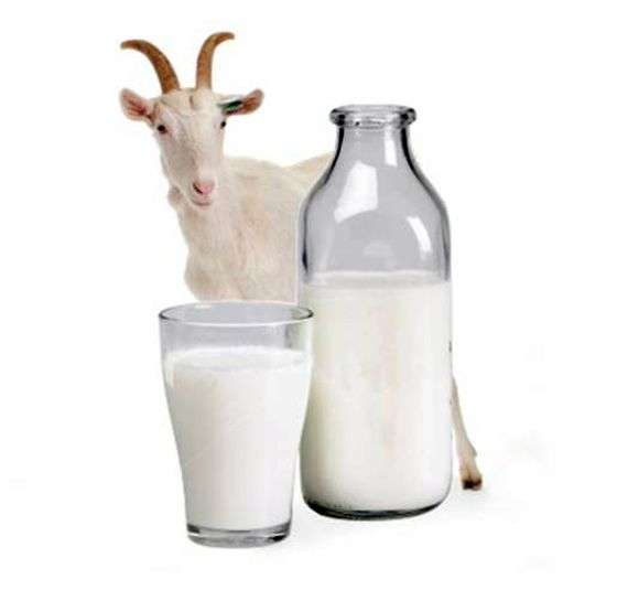 Los beneficios de la leche de cabra
