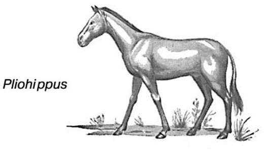 Origen y evolución de los caballos