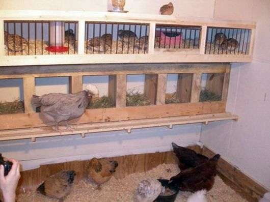 Habitación para gallinas