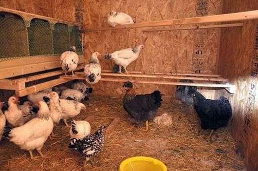 Habitación para gallinas