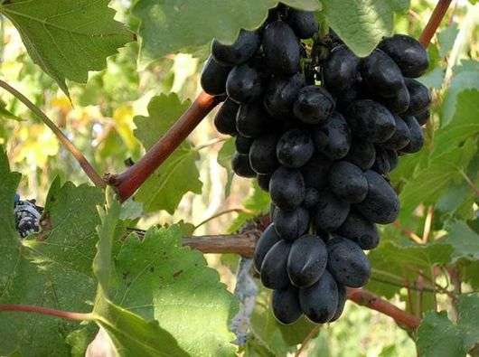 Variedad de uvas Codrianka
