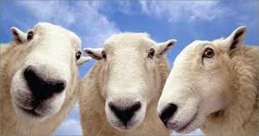 Datos interesantes sobre las ovejas