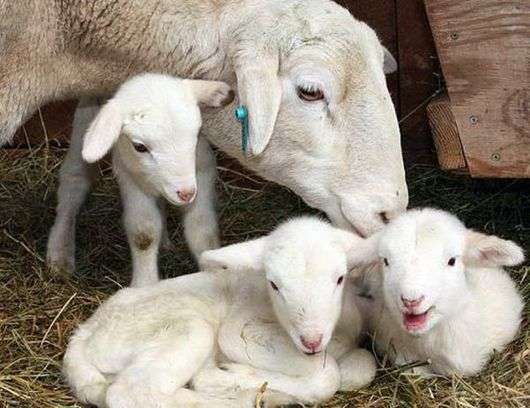 Cómo cuidar a las ovejas