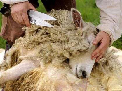 Cómo cuidar a las ovejas