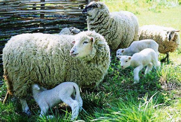 Habitación para ovejas
