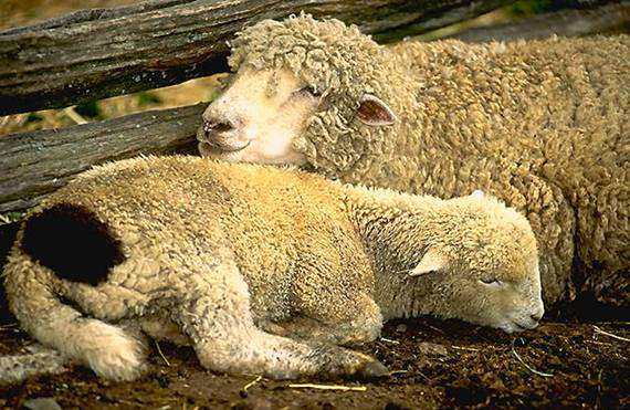 Ordeño de ovejas