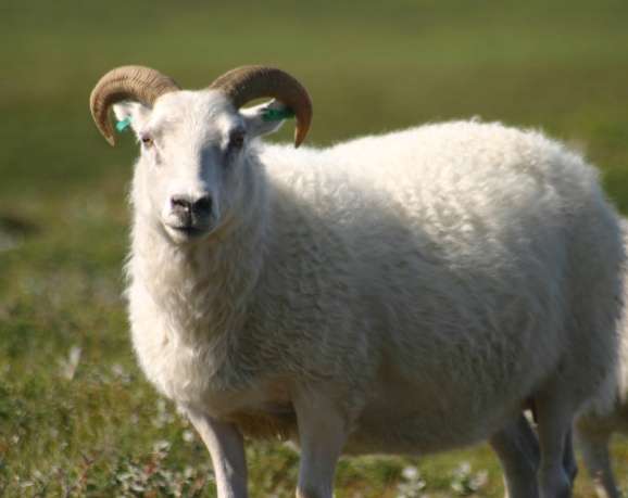 Castración de ovejas