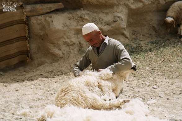Castración de ovejas