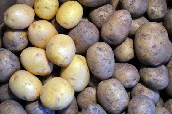 Variedad de patatas Gala