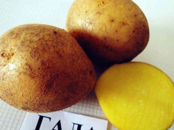 Variedad de patatas Gala