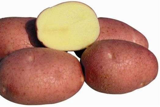 Variedad de patatas Bellarosa