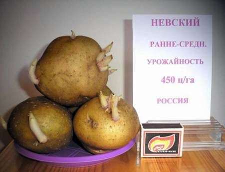 Variedad de patata Nevsky
