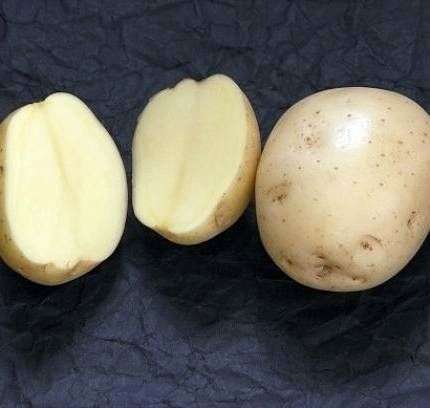 Variedad de patata Zhukovsky