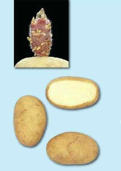 Variedad de patatas Aurora