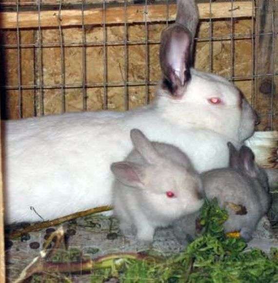 Cuidado para conejos sucrinos