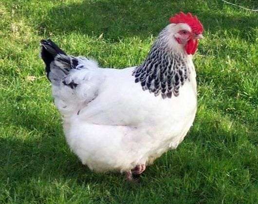 Adlerskaya raza de pollos de plata