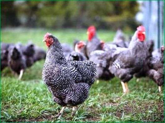 La raza de pollos Plymutrok