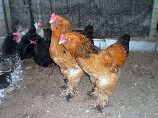 Pollos de la raza Ushanka Lokmonogaya