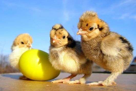 Pollos de Foxi Chick