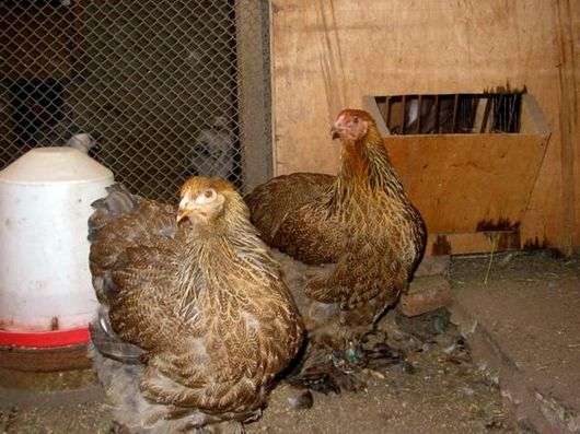 Pollos de la raza Brauma Kurapatchataya