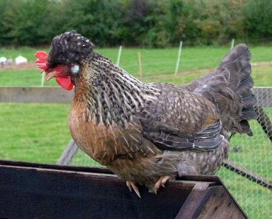 Pollo de la raza Legbar