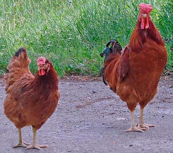 Poltava raza de pollos